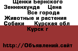 Щенки Бернского Зенненхунда  › Цена ­ 40 000 - Все города Животные и растения » Собаки   . Курская обл.,Курск г.